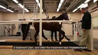 Purdue College of Veterinary Medicine treats show pony for equine asthma