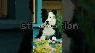 Border Collies: Intelligent, Energetic, and Loyal Herding Dogs #BorderCollies#Intelligent#ActivePet
