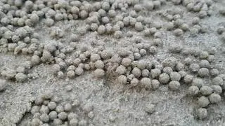 Sand Bubbler Crab Timelapse