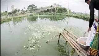 amazon Live fish collection in the river big fish small fish catch