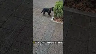 #gassi#hundepolizei#geschirr#dog#hundegedanken#funny#cockerspaniel