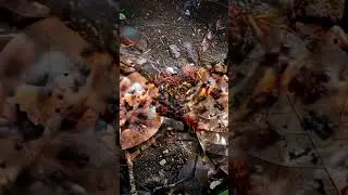 Ant Wars - The Great Ant Battle Highlights