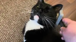Mega Purrs! Cat Loves Brush  #maxwellcat