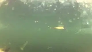 diver lure demo