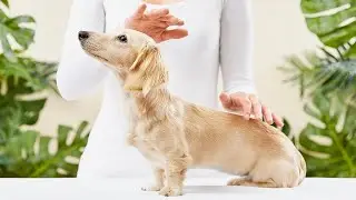 An Interview with an Animal Reiki Practitioner