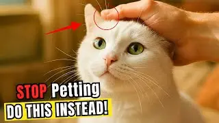 Stop Petting Your Cat Like That! 10 Things They Actually Love More