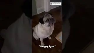 Doug the pug is staring for food #dougthepug #itsdougthepug #instagramdogs #shorts