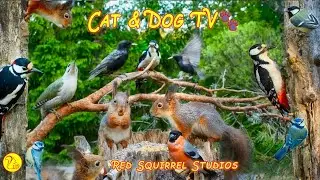 CAT TV NO ADS😺 Red Squirrels & Awesome Birds🕊️ Woodpeckers Bullfinches Starlings Siskins