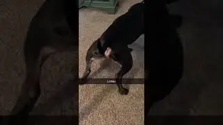 Pit bull dog pees all over carpet. (Owner is very Furious) 😂