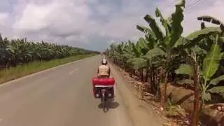 Ecuador Bananas