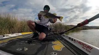 Bass fishing Lake Havasu