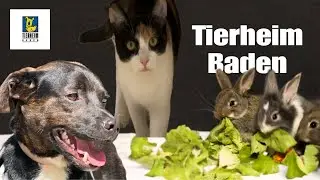 Tierheim Baden bei Wien