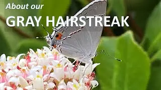 About our GRAY HAIRSTREAK Butterfly (Strymon melinus), Coto de Caza, Orange County, California