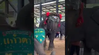 playful elephant #elephant #animallife #animaldance #elephantlove #animals #circusact #funny