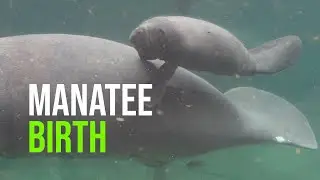 Manatee Birth Caught On Camera!