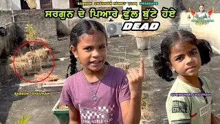 ਗਰਮੀ ਨੇ ਸਾਡੇ ਸਾਰੇ ਬੂਟੇ ਫ਼ੁੱਲ ਕਰਤੇ ਡੈੱਡ Sargun Chauhan Family Vlog Vlog 2025