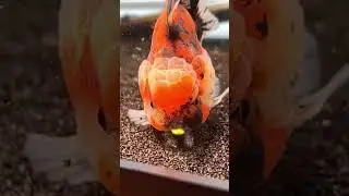 This goldfish is HAPPY