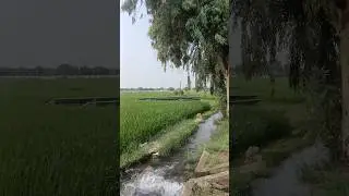 Nature Meets Solar Power 🌿☀️ | Relaxing Tubewell Moments | #nature #greenenvironment #greenery