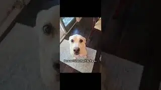 late but yk @Dogs.and.Disabilities