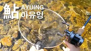 [은어] 단양 아유잉(은어루어낚시) 그리고 놀림낚시, 무리은어 공략기!