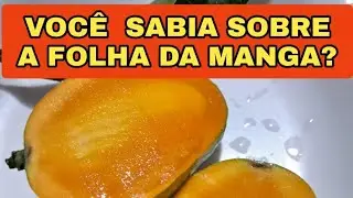 FOLHA DE MANGA É  UM SANTO REMÉDIO, VOCÊ SABIA? @pauloconceicao5898 