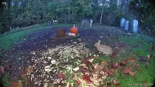 Halloween Breakfast: Deer & Rabbit Fuel Up for the Festivities | Backyard Wildlife Cam