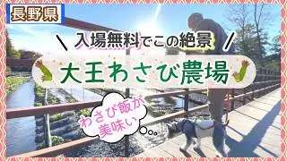 【犬連れ旅行】岐阜・長野１泊2日後編｜愛犬と大王わさび農場を散策！長野県安曇野市