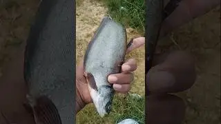 Can you name this fish? #fishing #fish #viral #food #video #shorts #funny #river #water #reels #f...