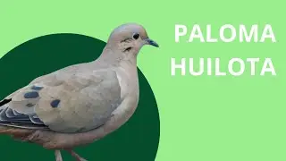 PALOMA HUILOTA (Zenaida macroura)