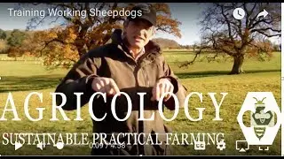 Training Working Sheepdogs
