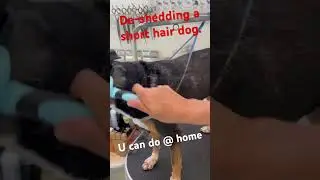 Short hair dog De-Shedding #doggroomingforbeginners #doggroomingtips #groomingessentials