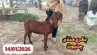 14 January 2026 chiniot Bakra mandi 