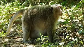Poor group of monkey, The fat leader Charlie take member group to forest for find food, Natural life