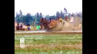 Moichhara (cattle race) in SLOW MOTION