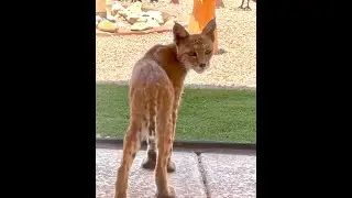 Bobbina, the Bobcat, Visits Again