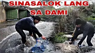 Sinasalok nlang sa sobrang dami isda