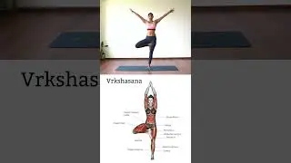 Анатомия позы дерева (Врикшасана)