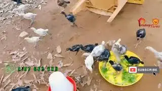 🥗 Feeding Time 🥗 Bhimavaram and Peru Chicks #PradeepFarms #Vijayawada