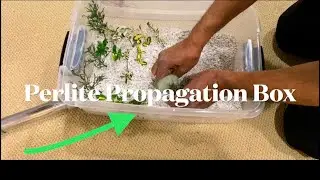 Propagation Box | Grow box | perlite prop box | Grow Your Cuttings in Perlite |