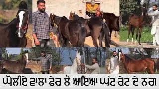 ਘੱਟ ਰੇਟ ਦੇ 8 ਨਗ ਵਿਕਾ!ਊ 5 ਘੋੜੀਆਂ 1 ਗੱਬਣ ਘੋੜੀ 1 ਨੁੱਕਰੀ ਵਛੇਰੀ 2ਵਛੇਰੇ ਰੇਟ ਵੀਡੀਓ ਦੇ ਵਿੱਚ ਆ👍