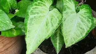 Let's make planet more green 🌿☘🪴🥰❤