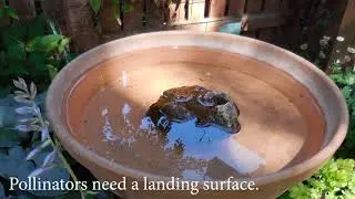 PlantTalk: Pollinator Habitat
