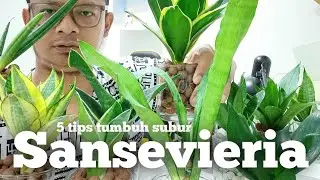 cara merawat tanaman lidah mertua agar tumbuh subur dan menarik | tanaman hias sansivera