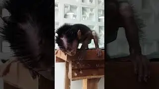 this is so crazy..😵 baby monkey is screaming so loud can't wait to get food #monkey #shortvideo #fyp