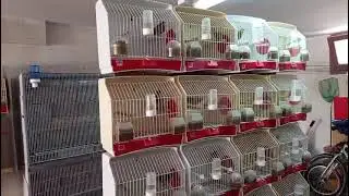 Objetivo cumplido, pollos 2025
