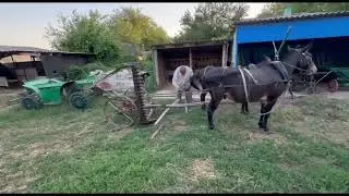 Запрягаем мулов в косилку.