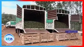 Kisii avocado farmers unite to transform local and regional markets