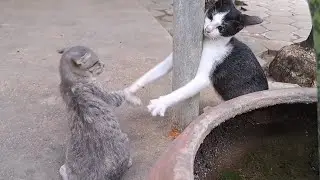 Very angry cats fight (real fight, no editing) | BOBO Official
