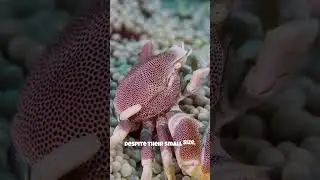Why Porcelain Crabs? 🌊