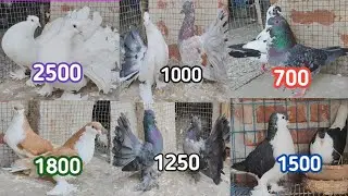 SALE, SALE, SALE ♥️लाख, किंग, सिराज़ी, हुमार,💐 top qulity pigeons,☎️mob :7631615563